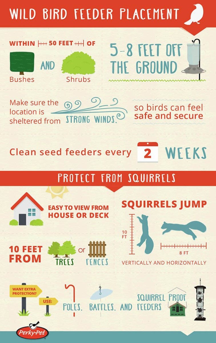 birdfeeding infographic