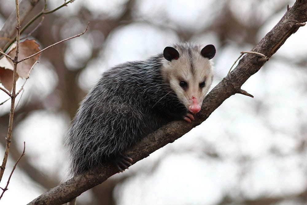 Opossums