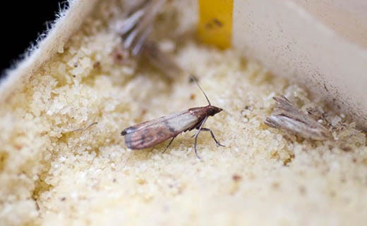 The Pantry Pest Trap