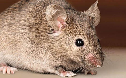 How to Use Pest Control Safely Around Kids & Pets
