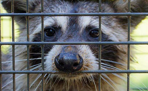 Releasing an Animal from a Live Cage Trap