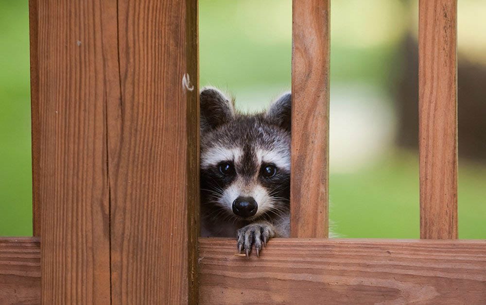 Raccoons