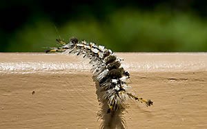 tussock moth caterpillar