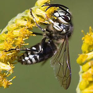 Bald-faced Hornet