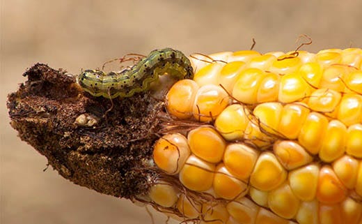 How to ID Caterpillars