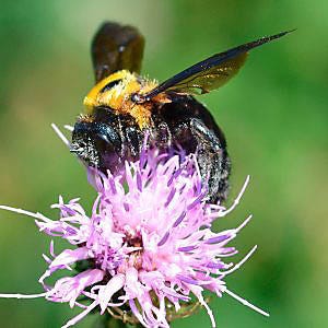 Carpenter Bee