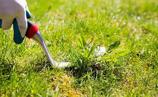 How to Get Rid of Crabgrass