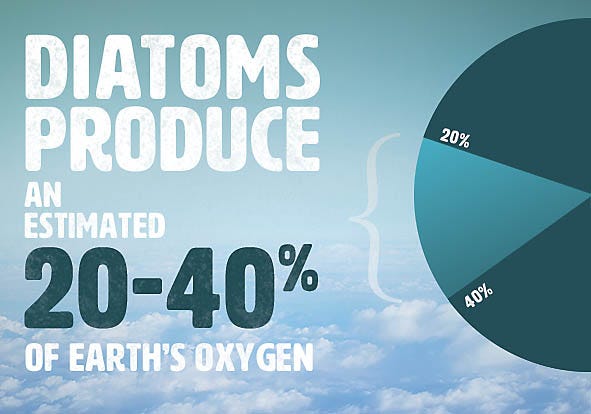 Diatoms Produce 20-40% of Earth's Oxygen