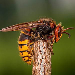 European Hornet