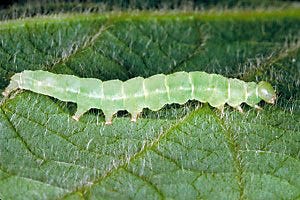 green cloverworm