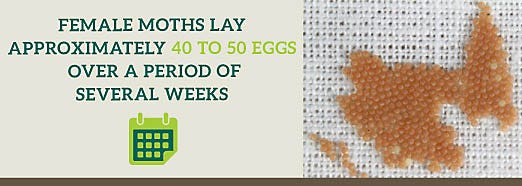 Female Moths Lay Approximately 40 to 50 Eggs over Several Weeks