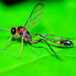 Mud-Dauber Wasp