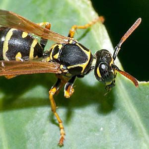 Paper Wasp