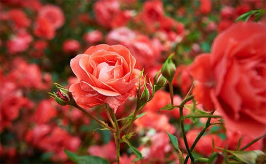 How to Get Rid of Black Spots on Roses