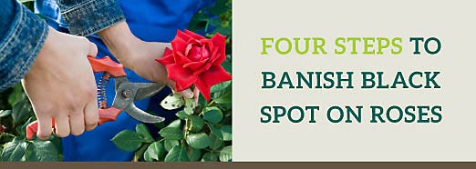 Four Steps to Banish Black Spot on Roses