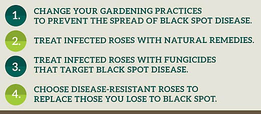 Four Steps to Banish Black Spot on Roses