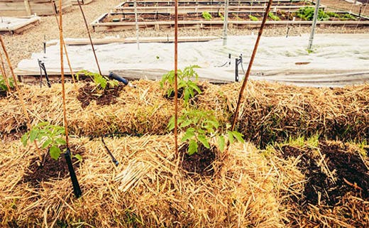 Beginner's Guide to Straw Bale Gardening