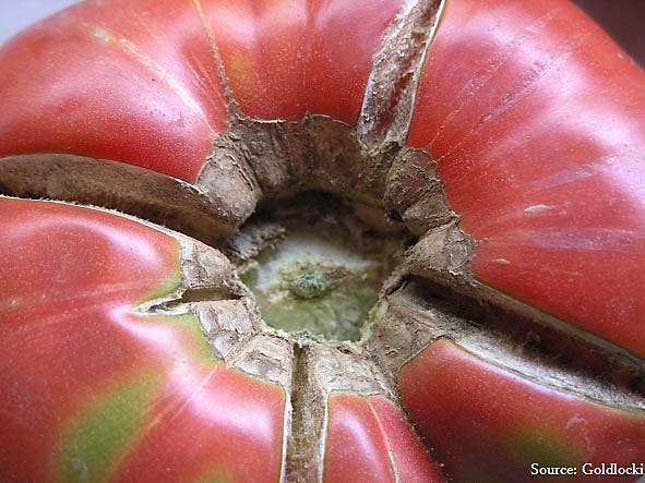 Fruit Cracks