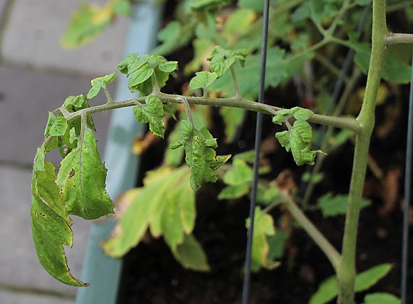 Leaf Roll