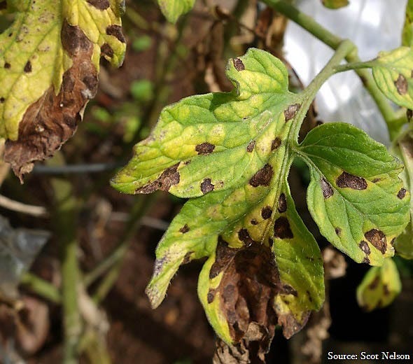 Septoria Leaf Spot