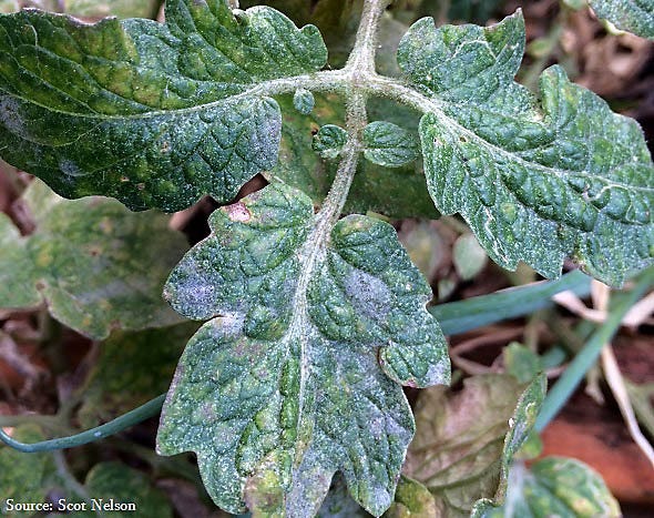 Powdery Mildew