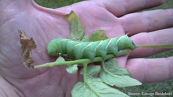 Hornworms