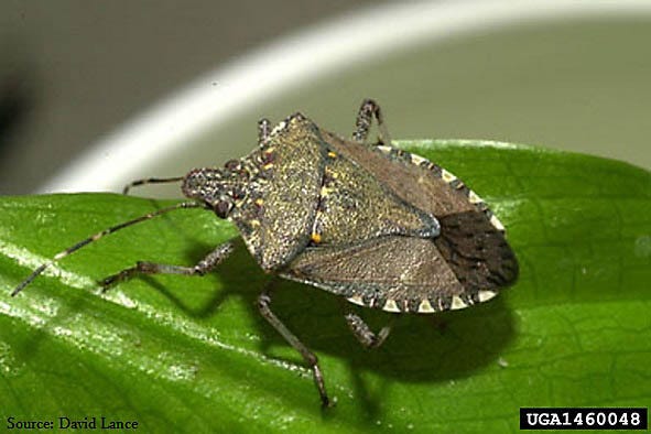 Stink Bugs