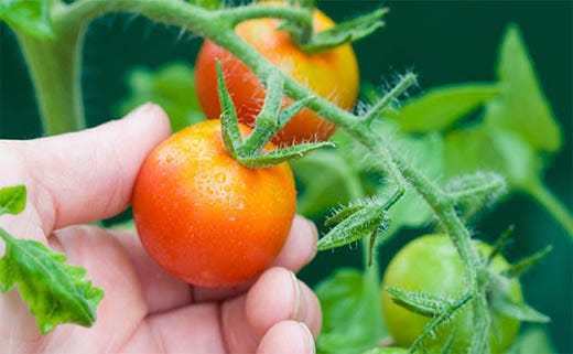 22 Common Tomato Plant Problems & How to Fix Them