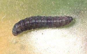 tomato pinworm