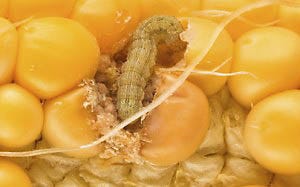 corn earworm