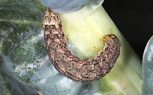 cutworm