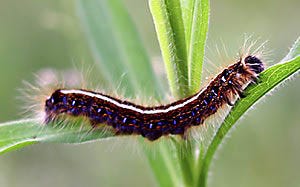 eastern tent caterpillar