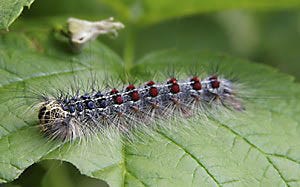 gypsy moth caterpillar