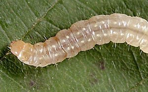 orange tortrix