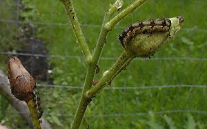 tobacco budworm