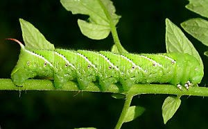 tomato hornworm