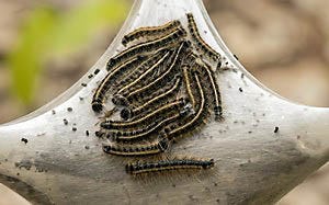 western tent caterpillar