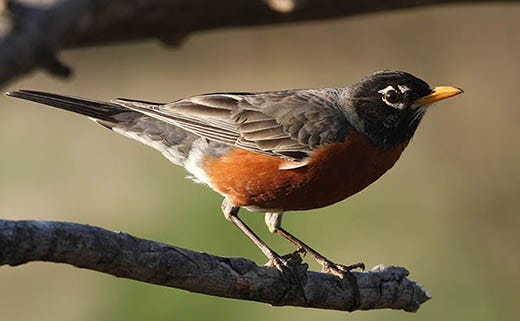 Get the Word Out About Robins