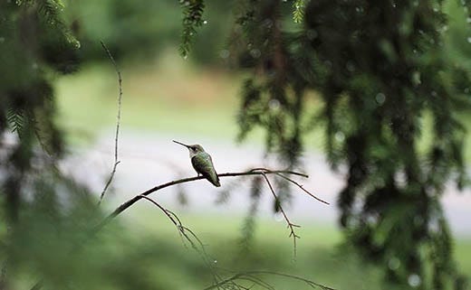 How do Hummingbirds Survive Hurricanes and Other Stormy Weather?