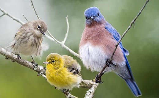 How to Identify Birds at Bird Feeders