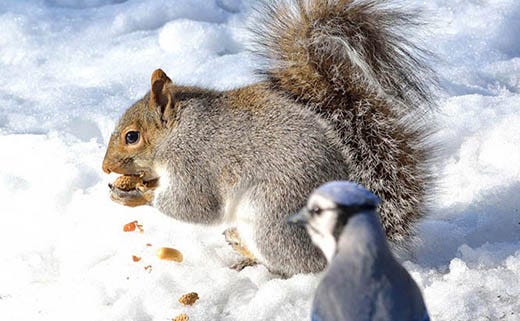 What to Feed Squirrels