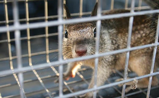 4 Solutions to Get Animals in Traps