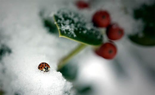 Old Man Winter: How Weather Affects Pest Populations