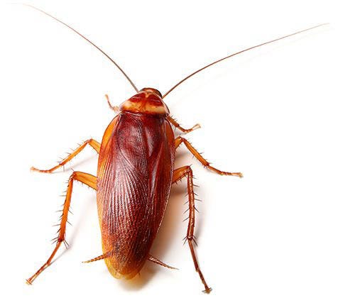Control Cockroach Infestations