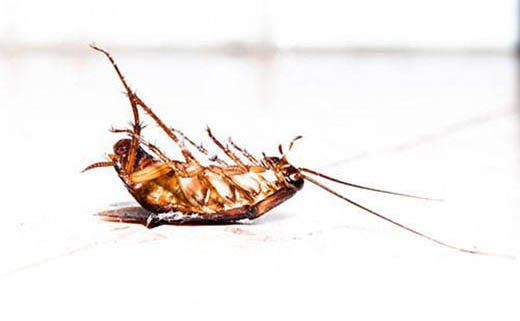 What are the Signs of Cockroaches