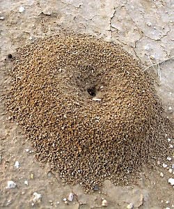How to Find an Ant Nest