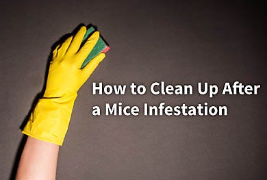 How to Clean Up After a Mouse Infestation