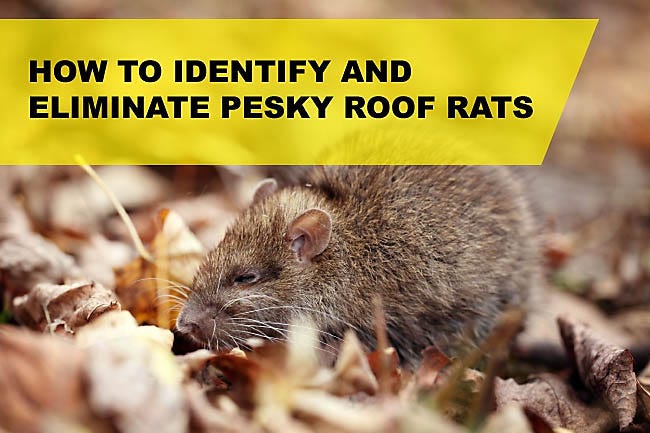 How To Get Rid of Roof Rats