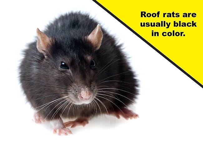 Roof Rats are Usually Black in Color