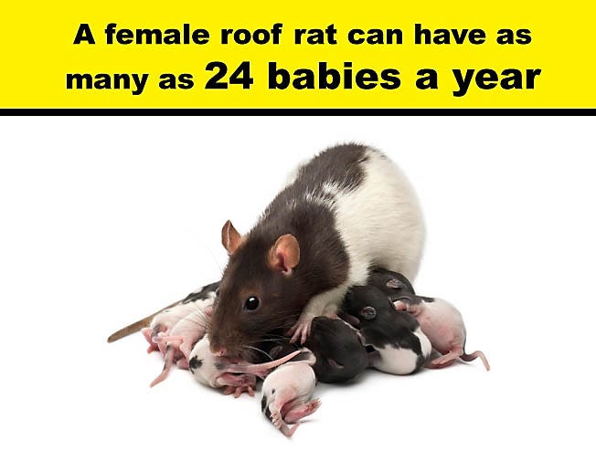 Female Roof Rats can have as many as 24 babies a year